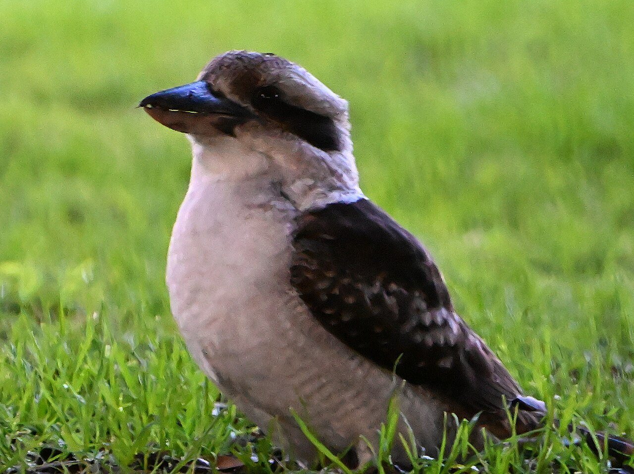 Laughing kookaburra standing on grass