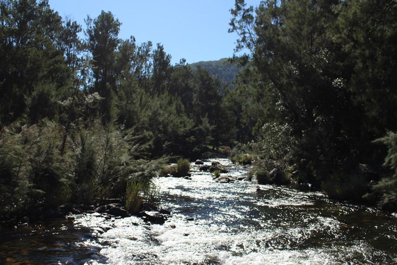Sunlit rapids on the Hastings River