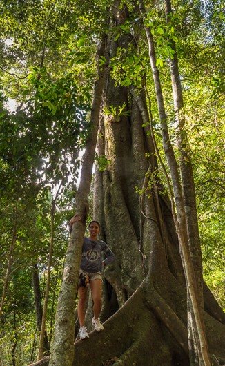 Giant strangler fig on a rainforest walk