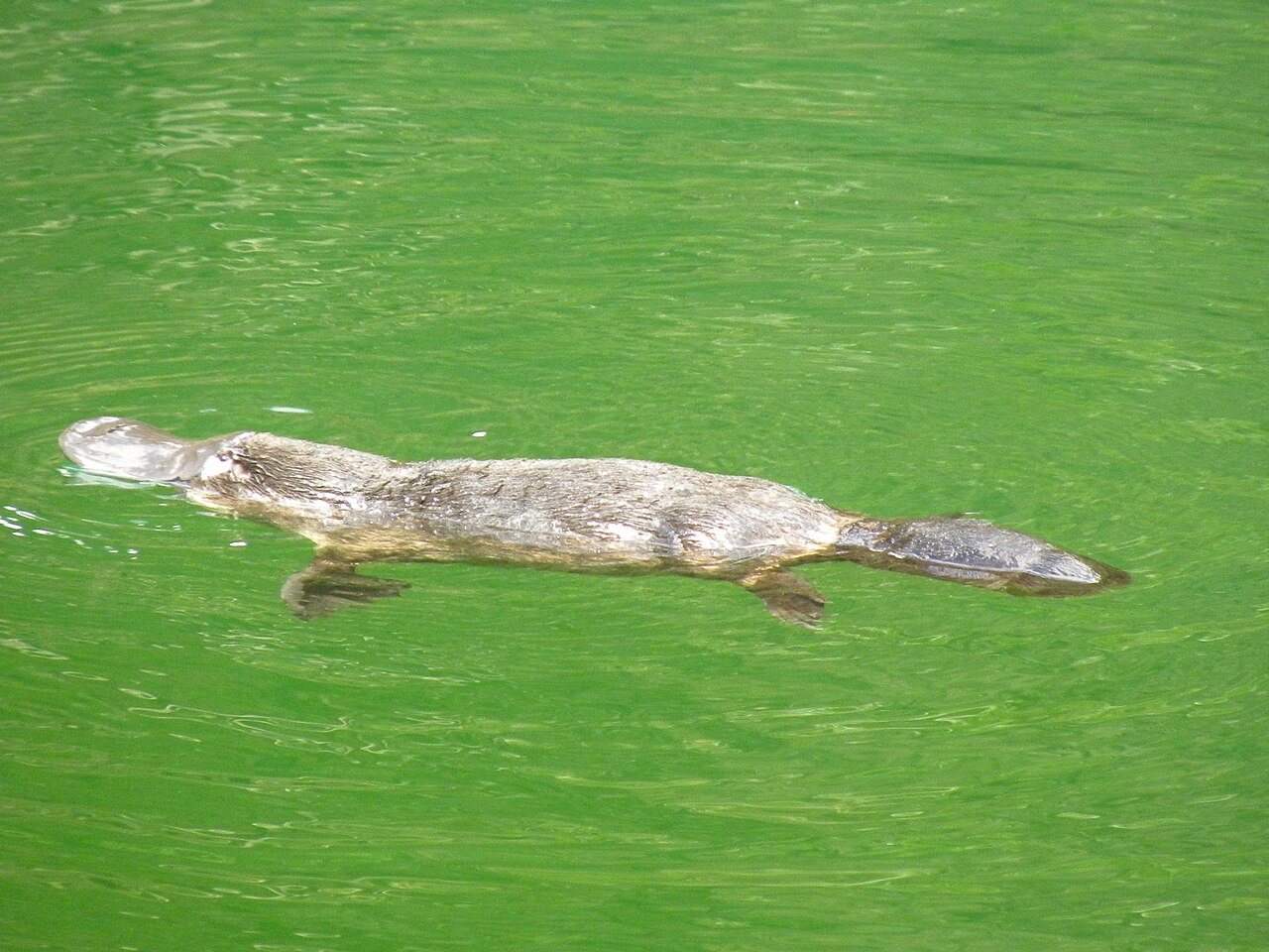 Platypus swimming on the surface of a green pool