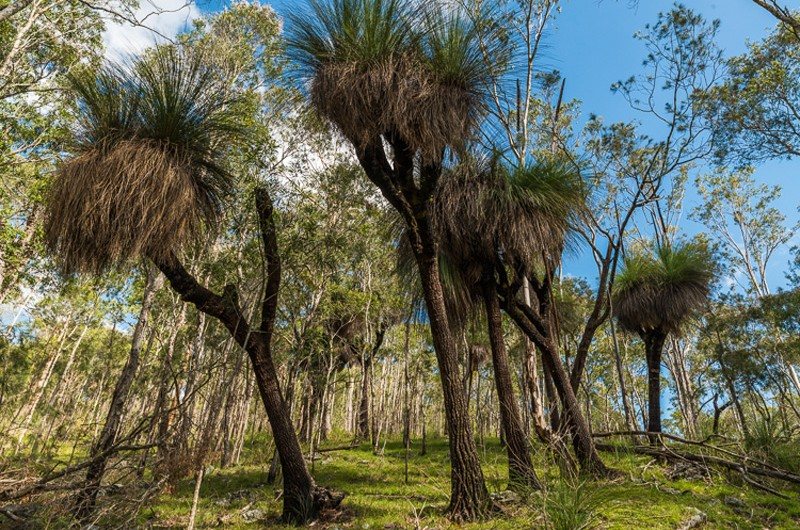 Grass trees in the bush on the ridge